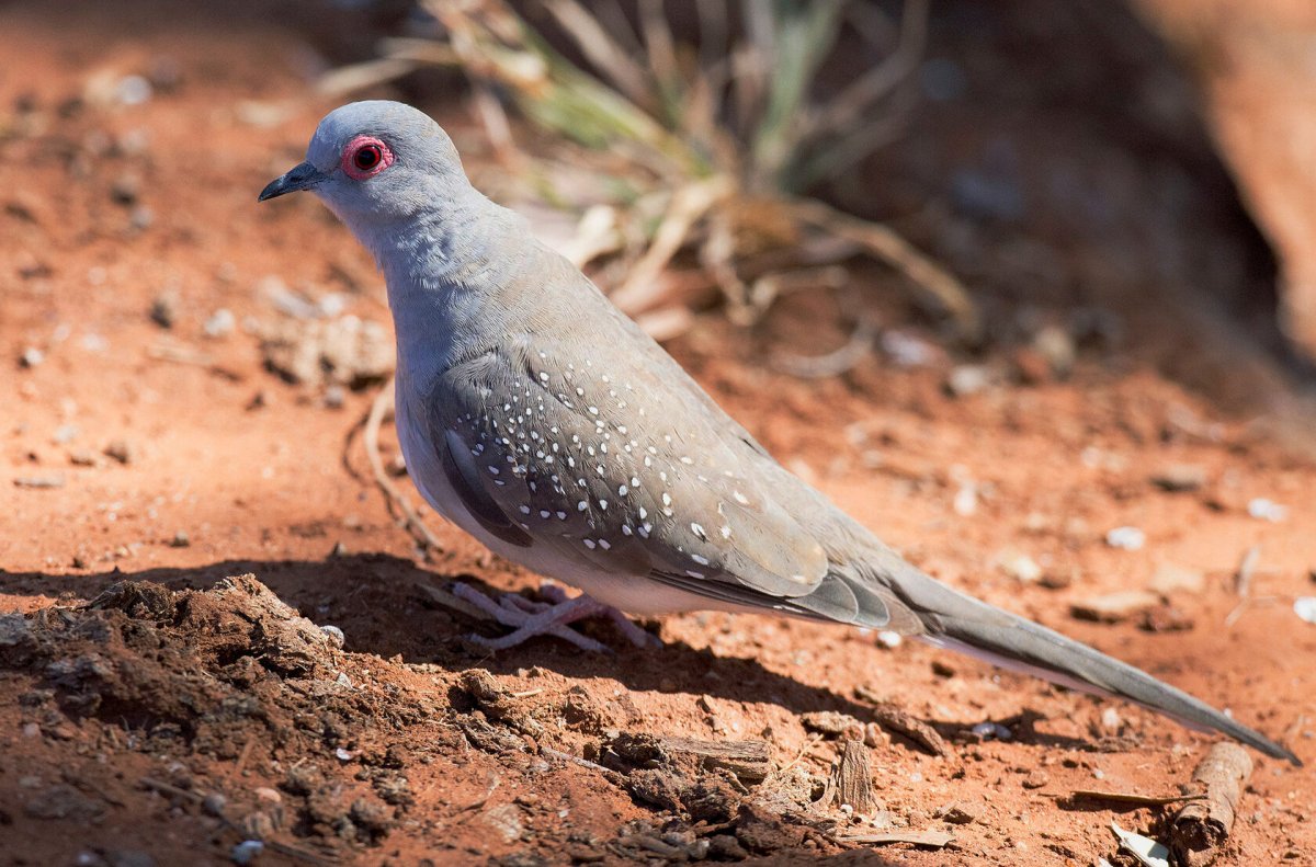 Австралийская Бриллиантовая Горлица
