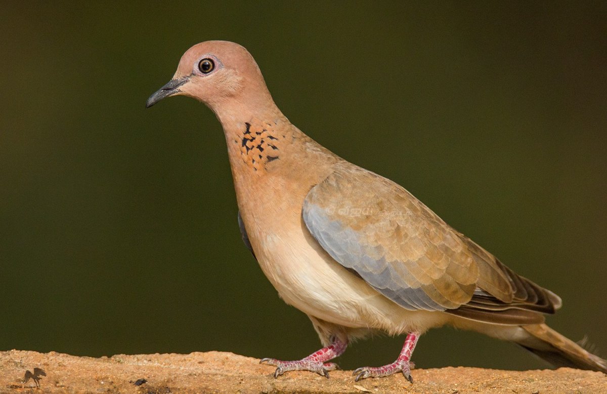 Полосатые горлицы