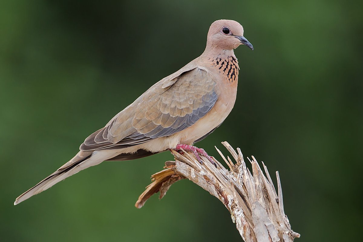 Египетский голубь Горлица