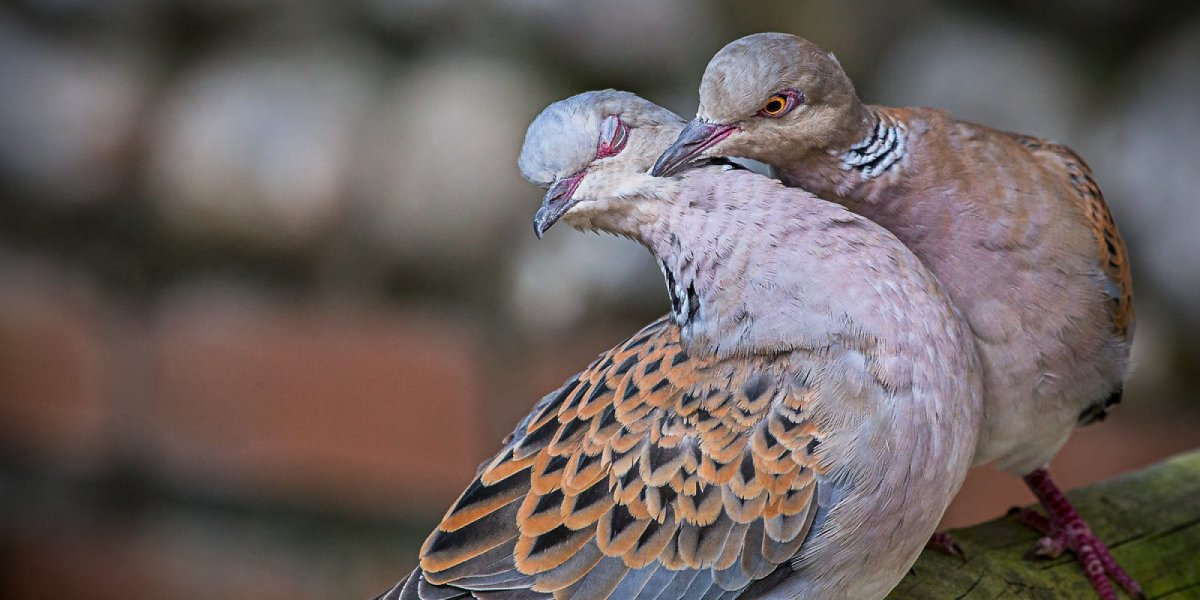 Египетский голубь Горлица