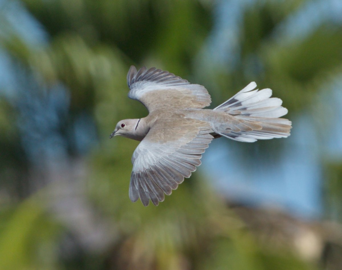 Жемчужная Горлица