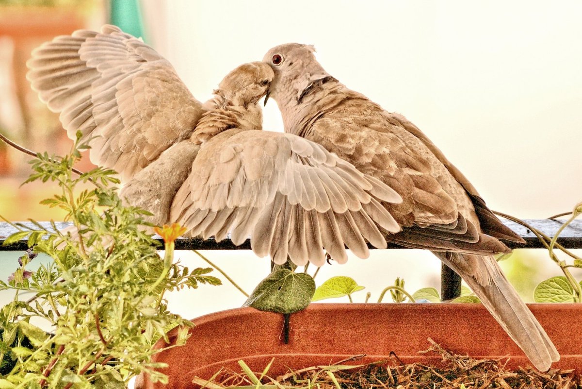 Попугай Горлица