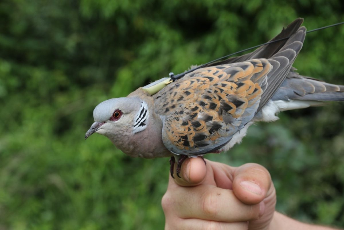 Жемчужная Горлица