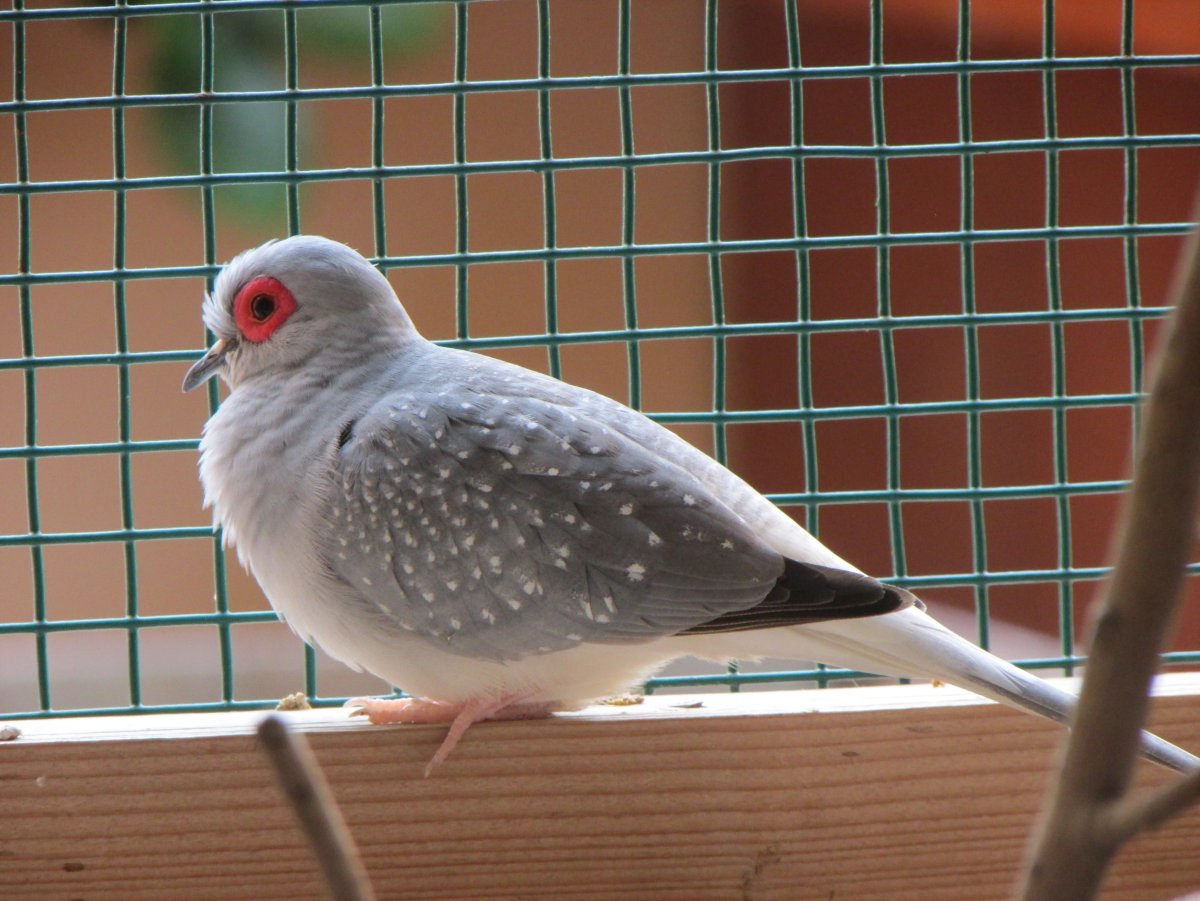 Голубь Бриллиантовая Горлица