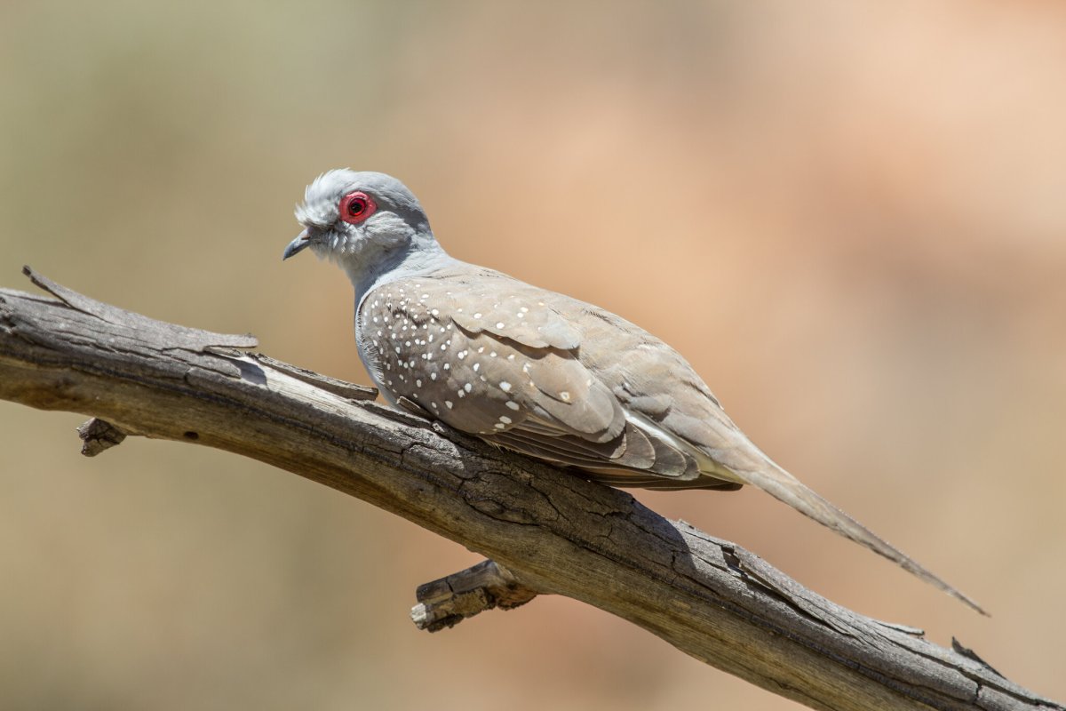 Полосатые горлицы