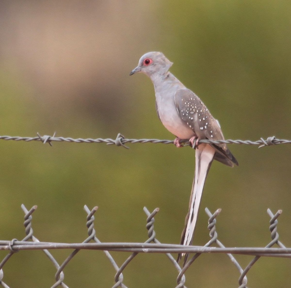 Бриллиантовая Горлица альбинос