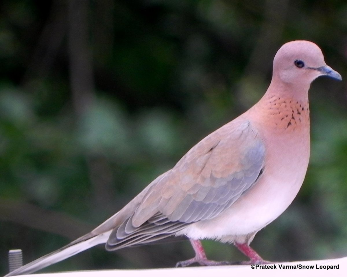 Кольчатая Горлица