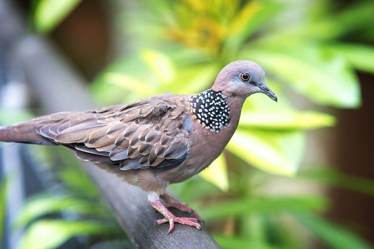 Египетская Горлица голубого окраса фото