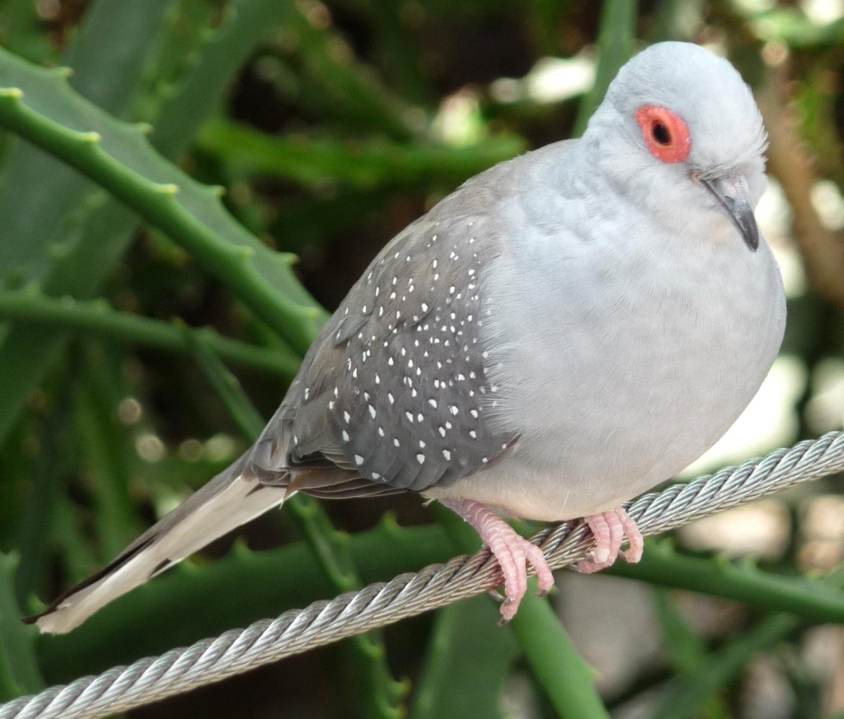 Карликовая Горлица