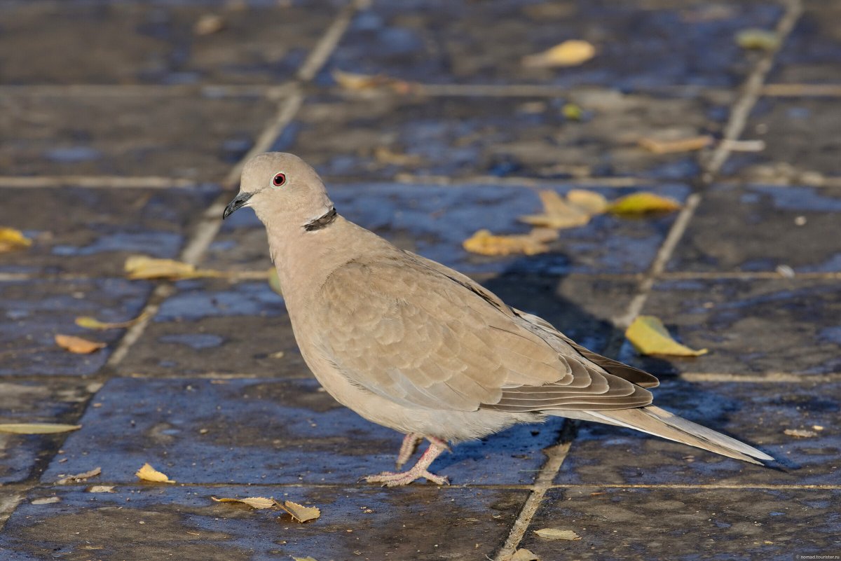 Кольчатая Горлица