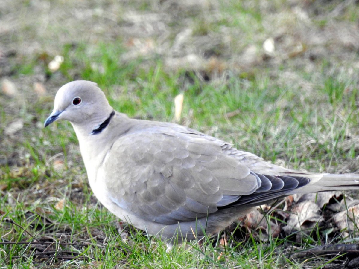 Вяхирь и кольчатая Горлица