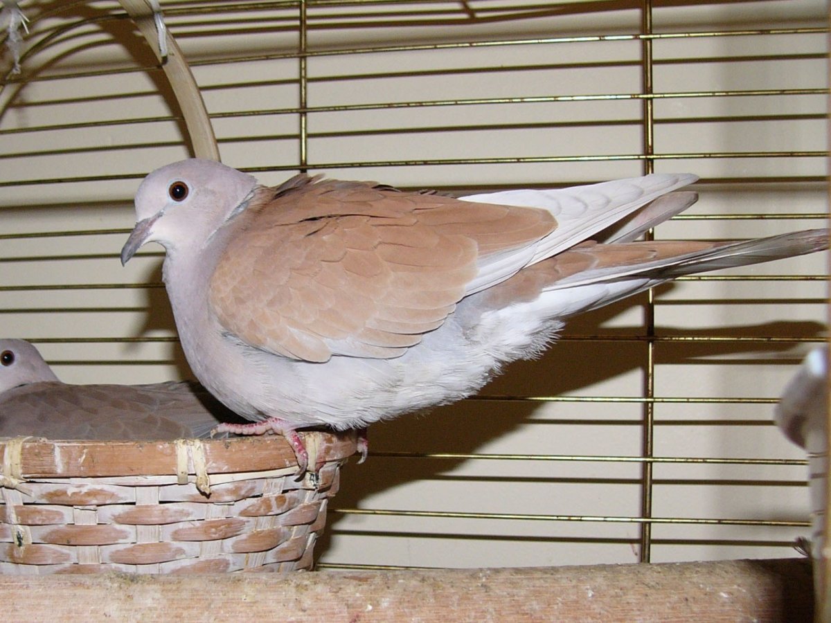 Streptopelia risoria