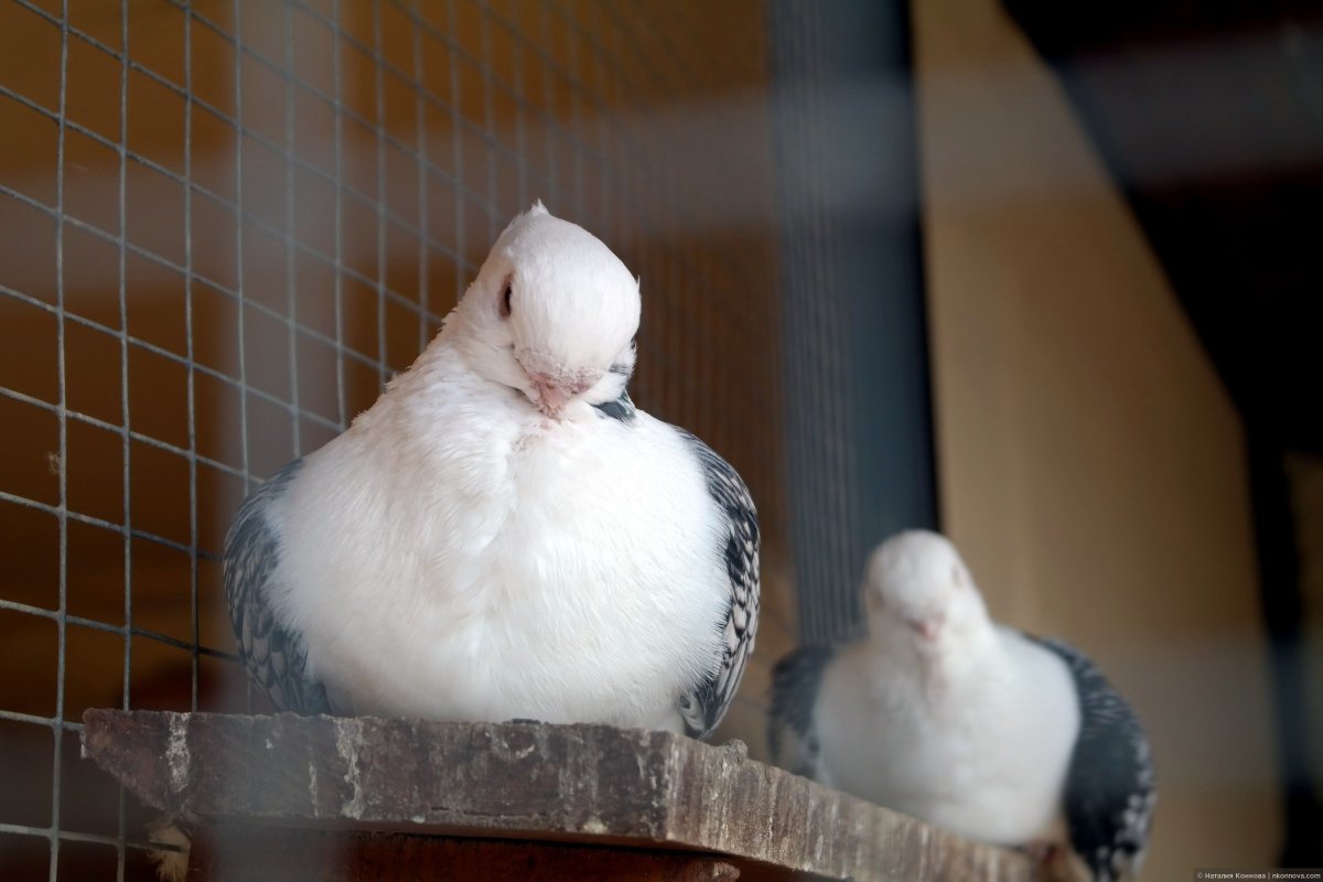 Лечение Бриллиантовая Горлица