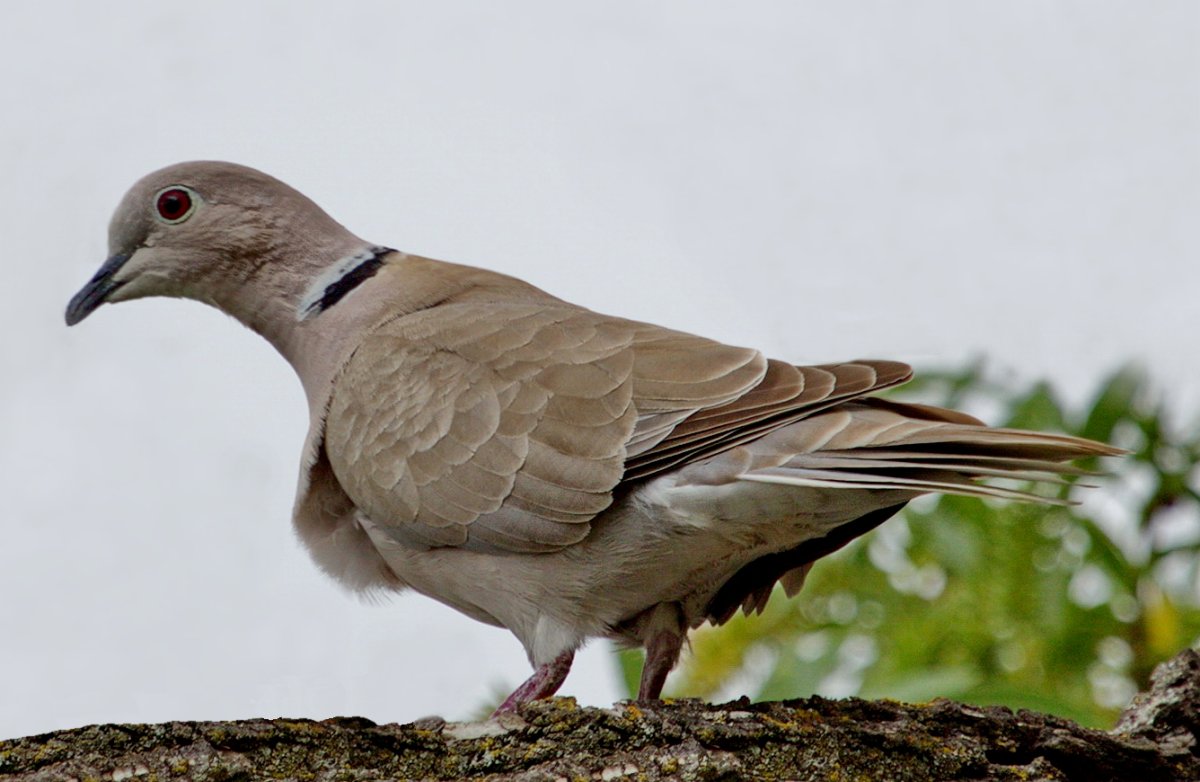 Зеленокрылая Горлица