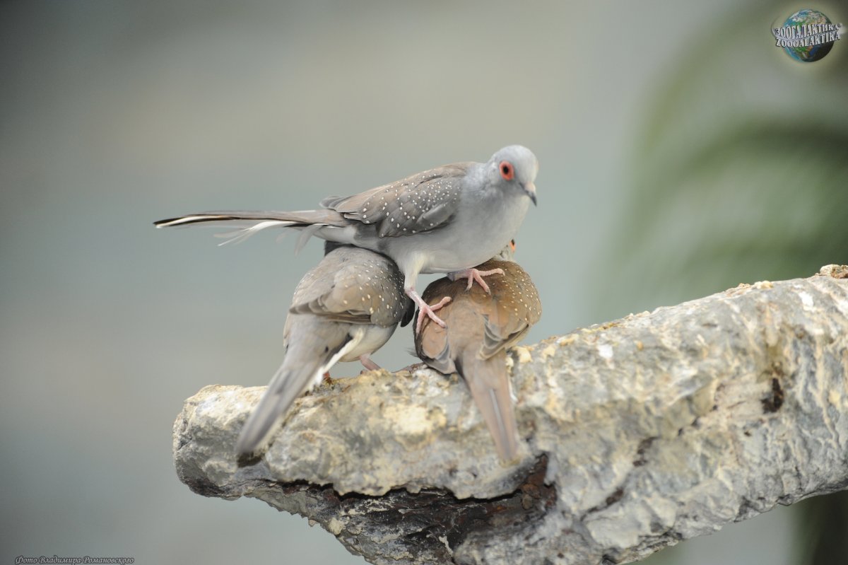 Птица Бриллиантовая Горлица