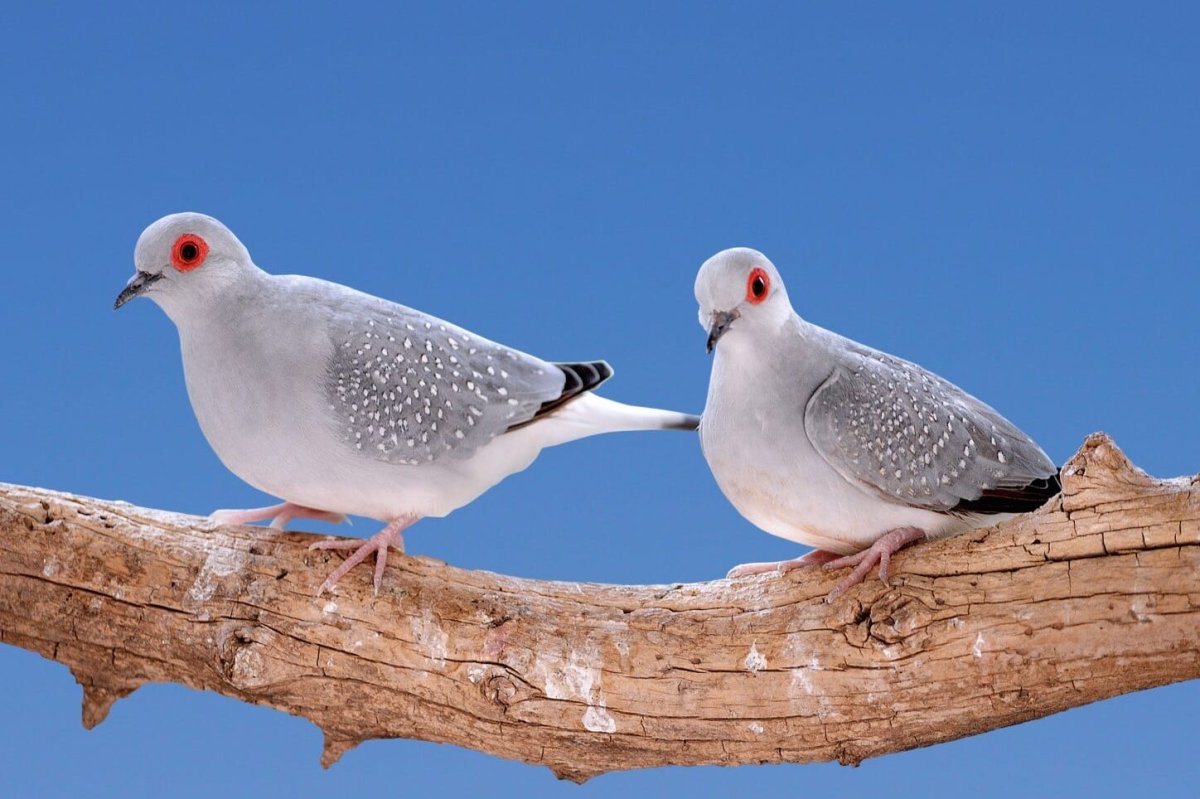 Горлица Горлица голубь