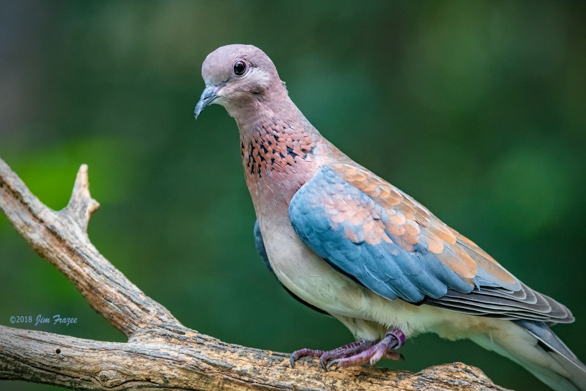 Египетская смеющаяся Горлица