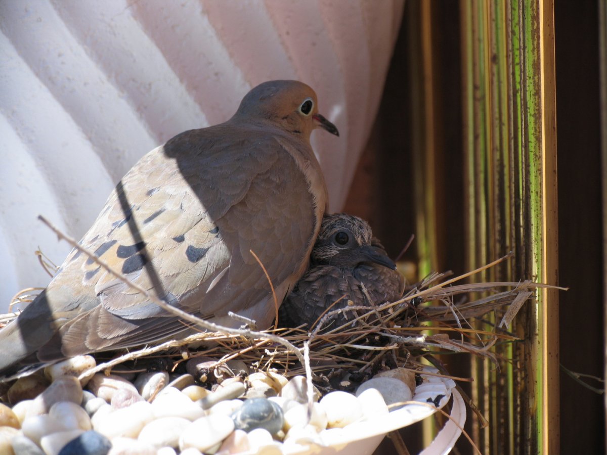 Горлица обыкновенная гнездо