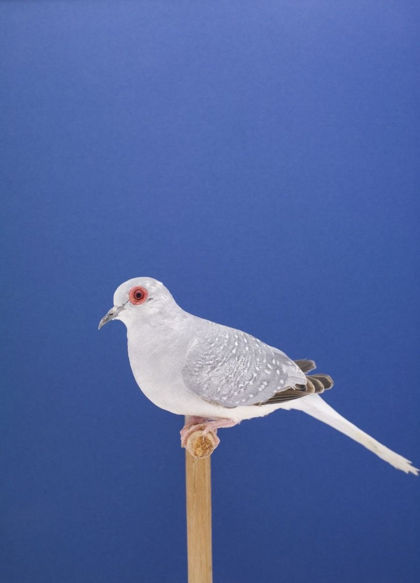 Птицы Греции