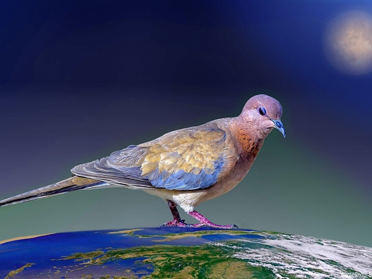 Сенегальская Горлица