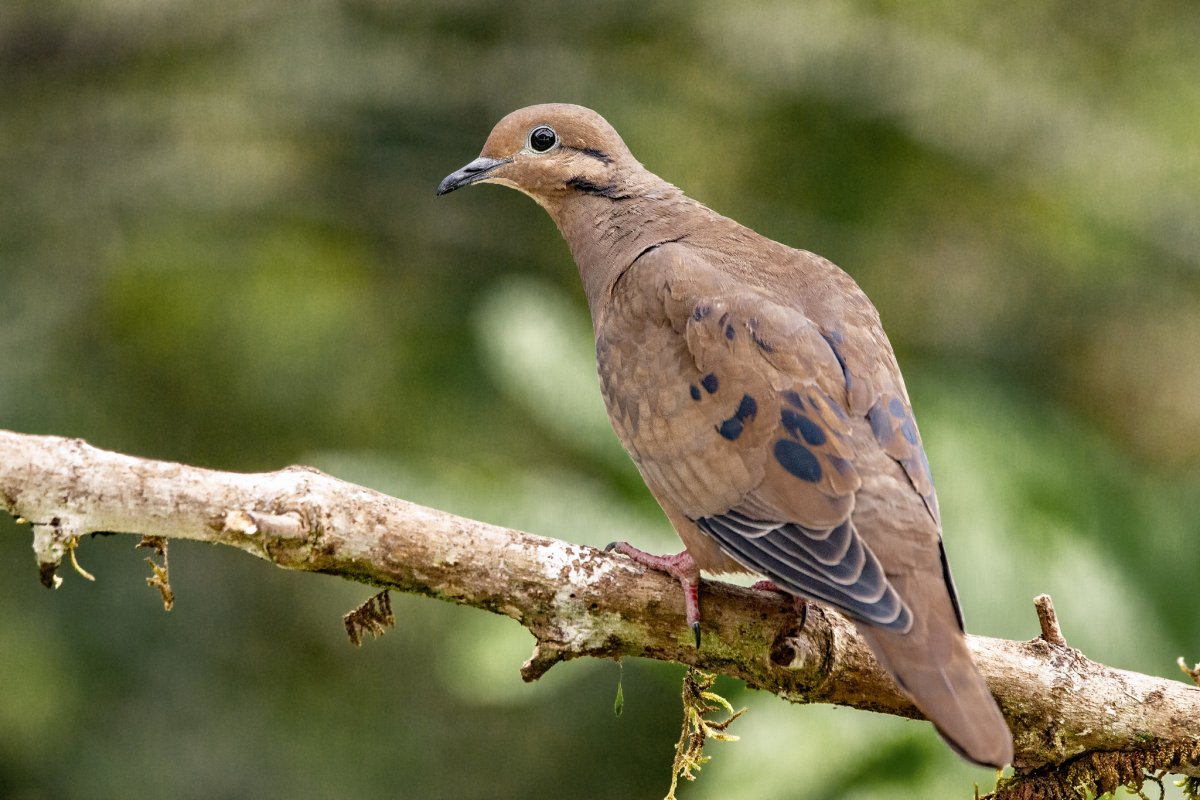 Кольчатая Горлица