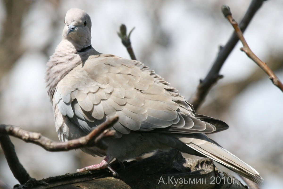 Египетская Горлица