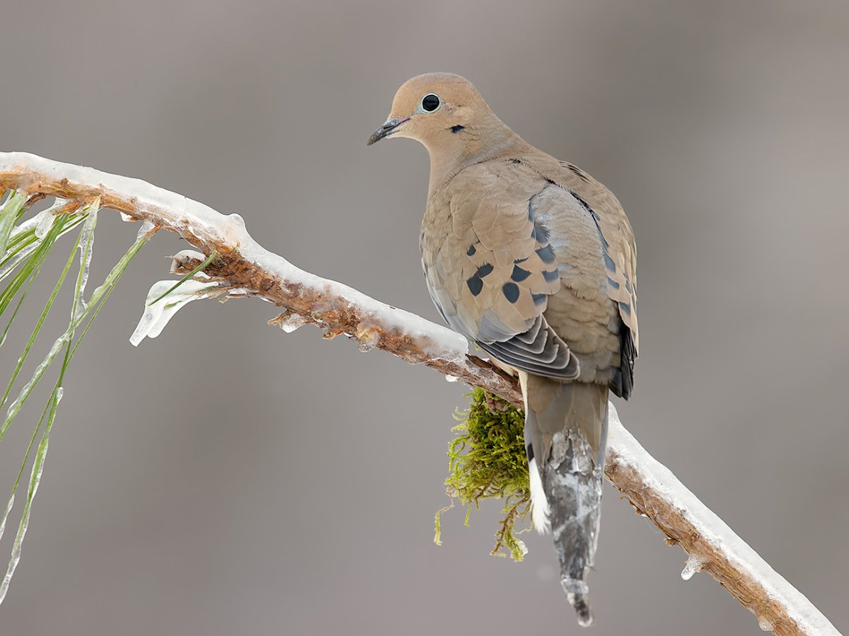 Зеленокрылая Горлица