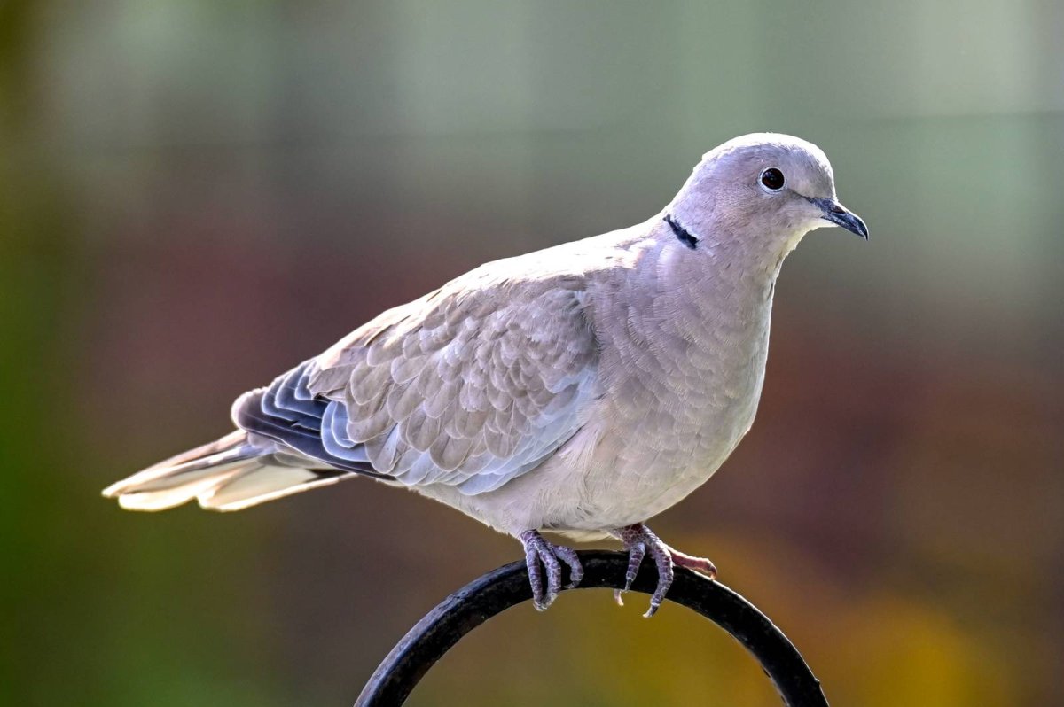 Кольчатая Горлица