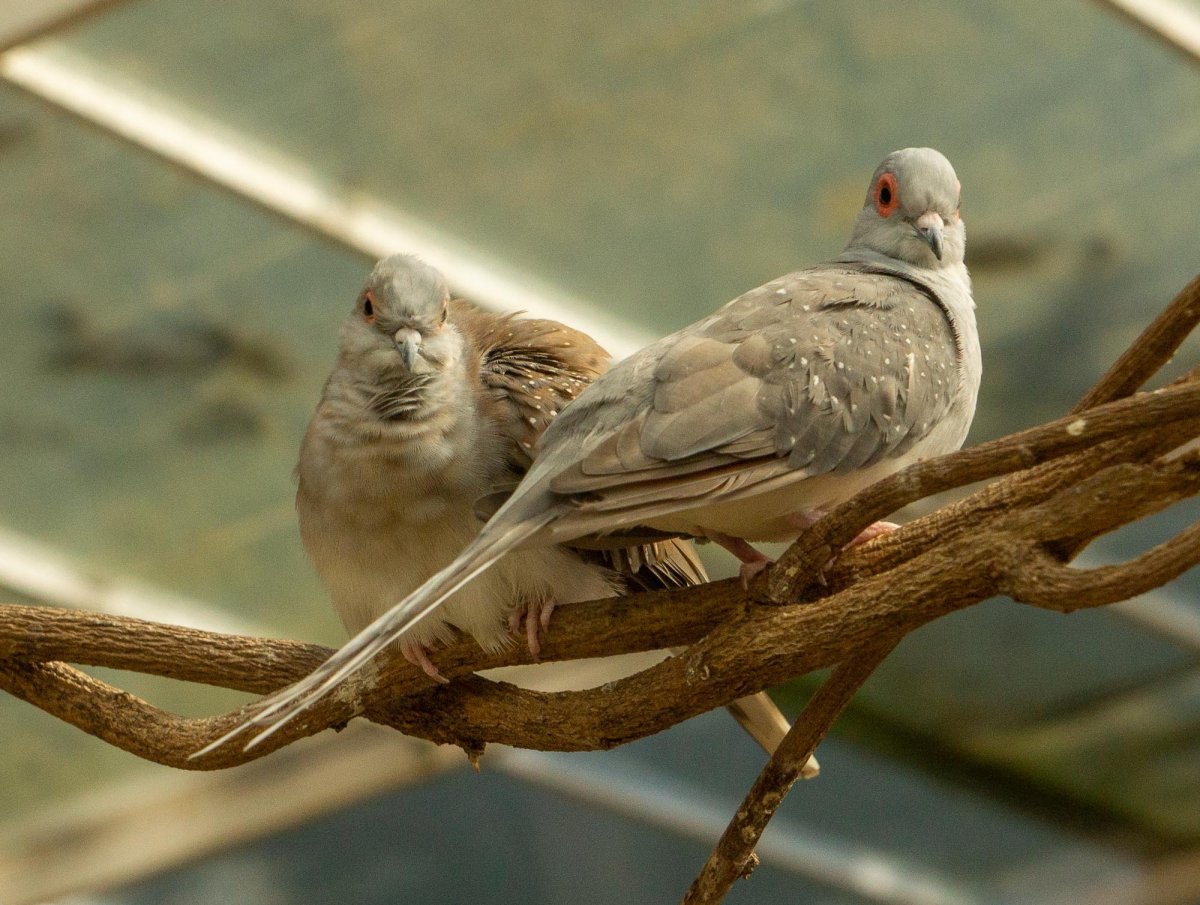 Бриллиантовая полосатая Горлица