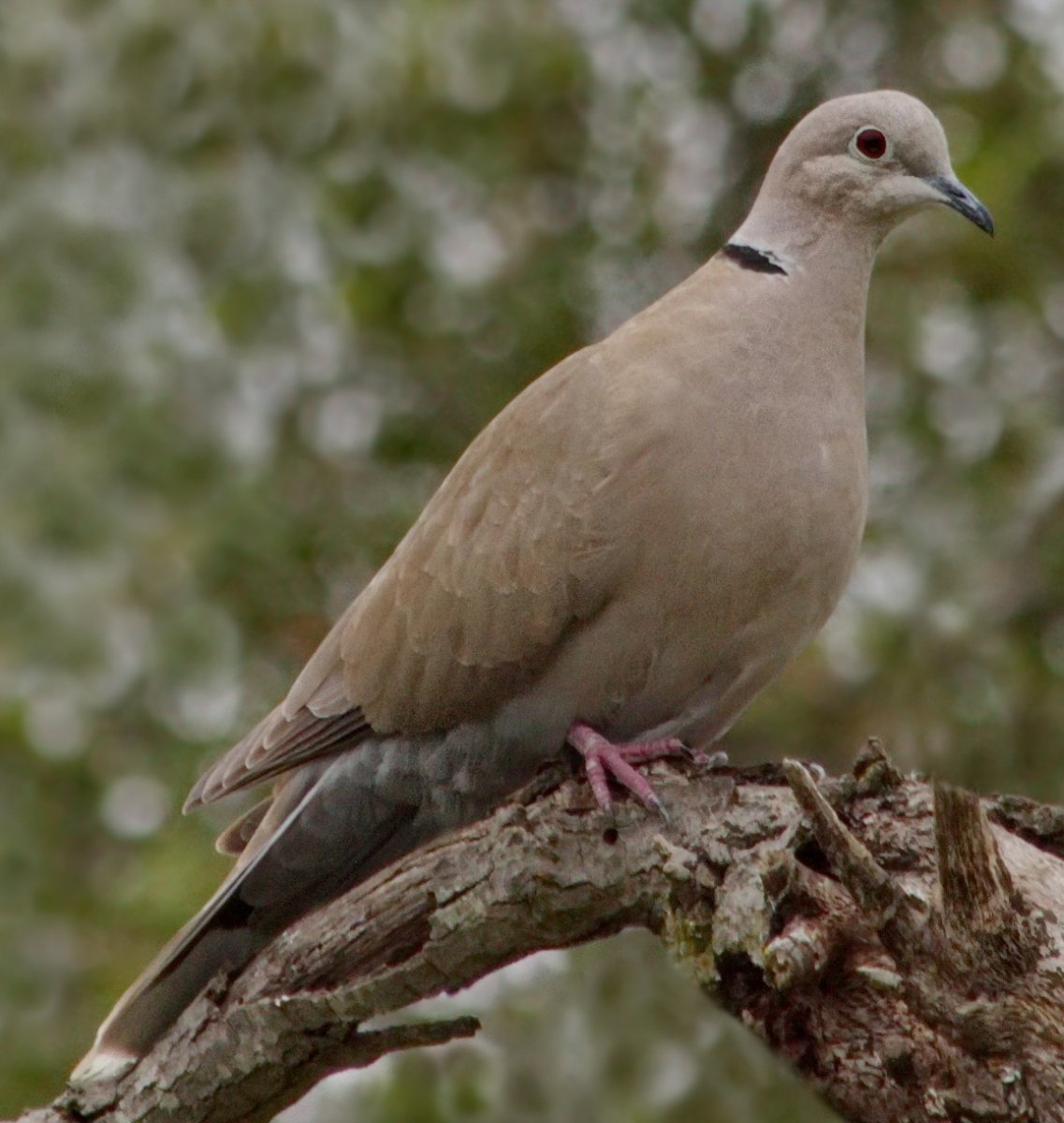 Голубь кольчатая Горлица