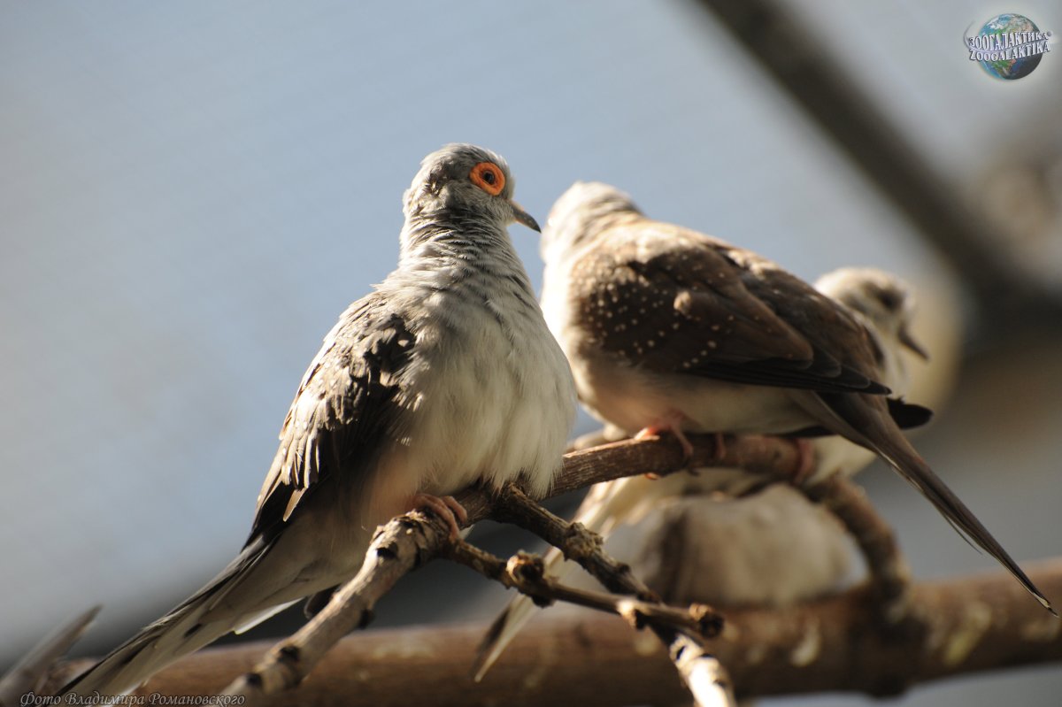 Бриллиантовая полосатая Горлица