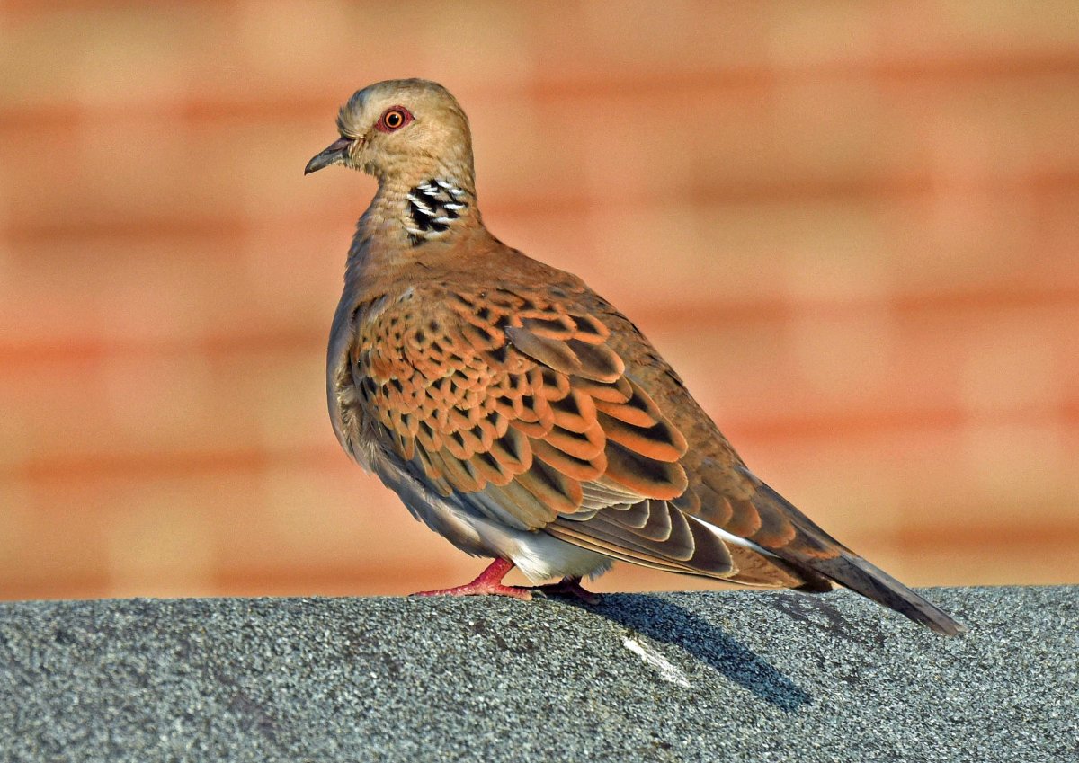 Египетская Горлица