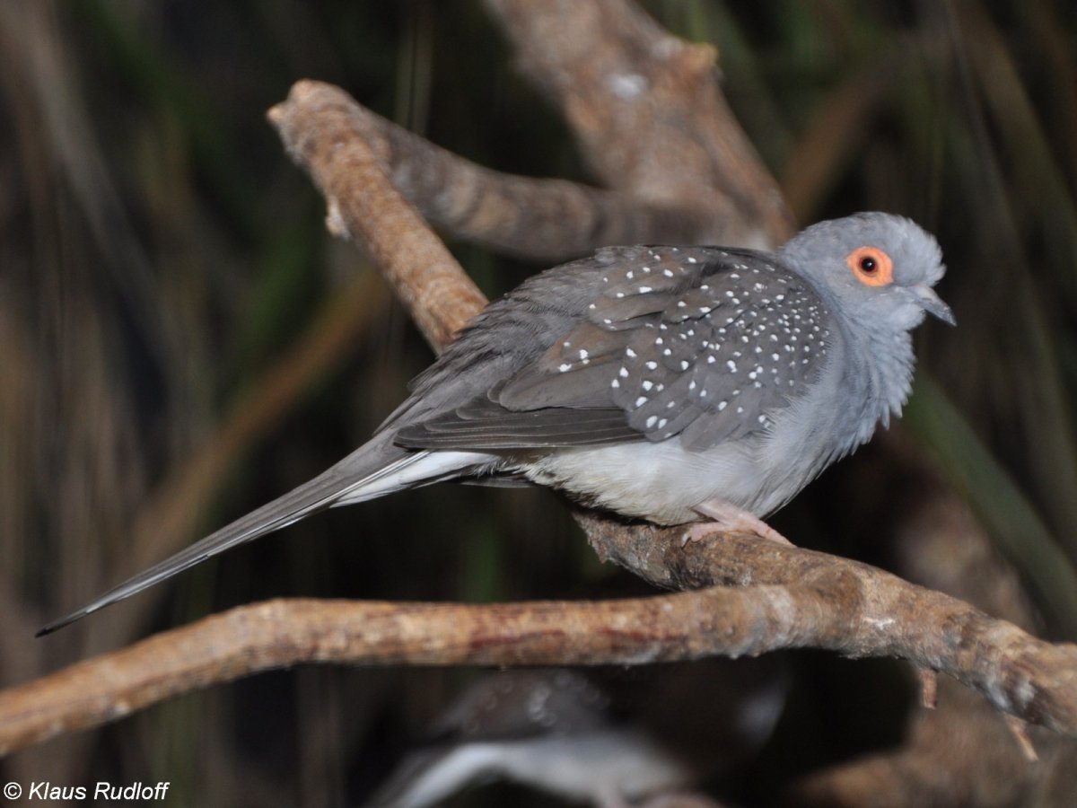 Бриллиантовая Горлица и амадина
