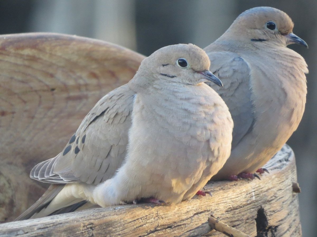 Горлица самка