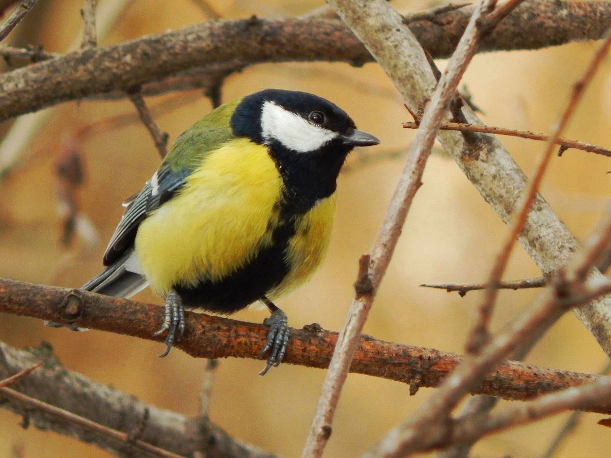 Синичка неврастеничка картинка