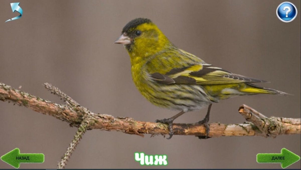 Щегол Чиж зеленуха