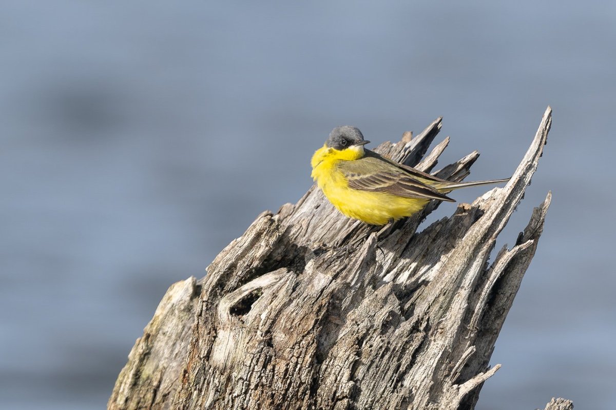 Motacilla Flava гнездо