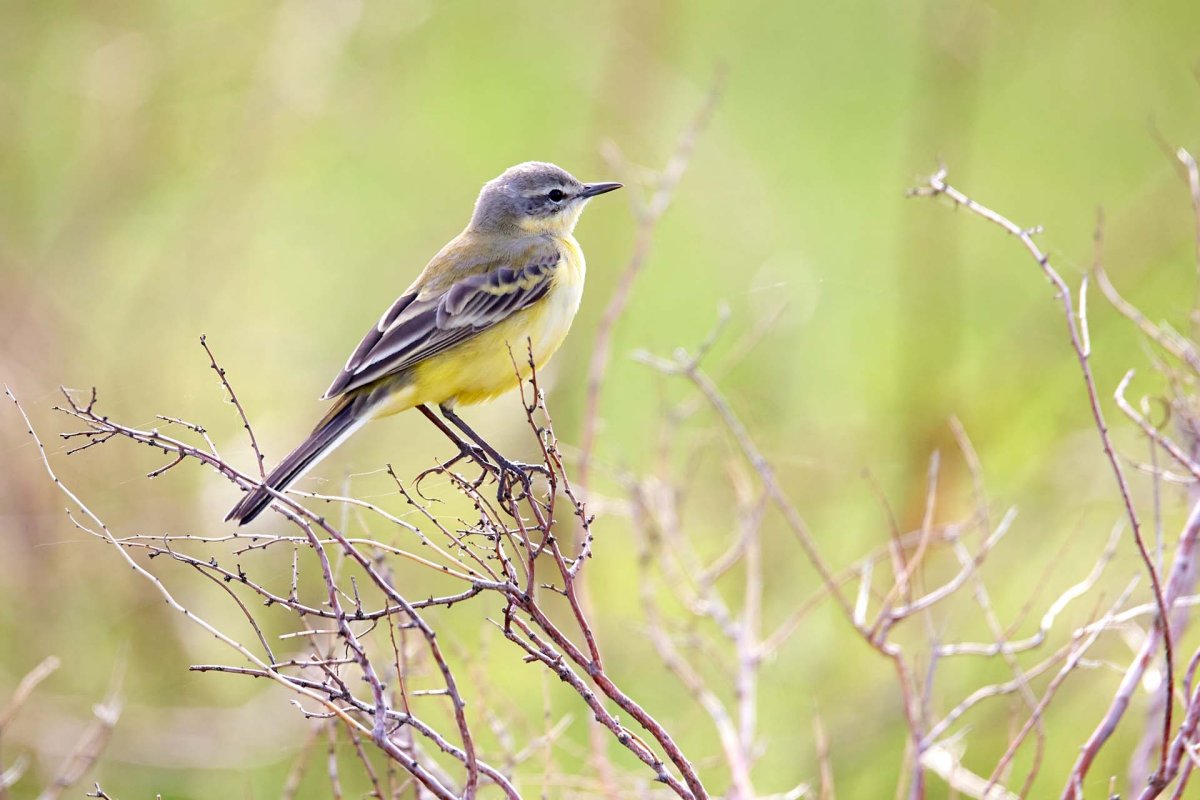 Желтая трясогузка Взлëток