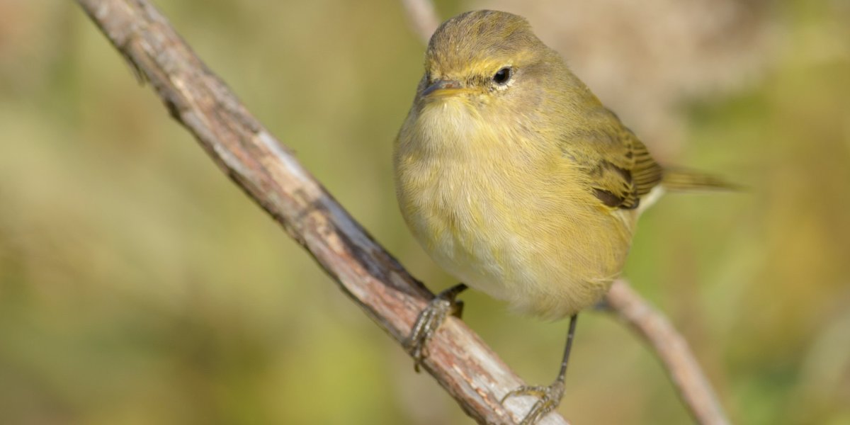 Зеленая пеночка