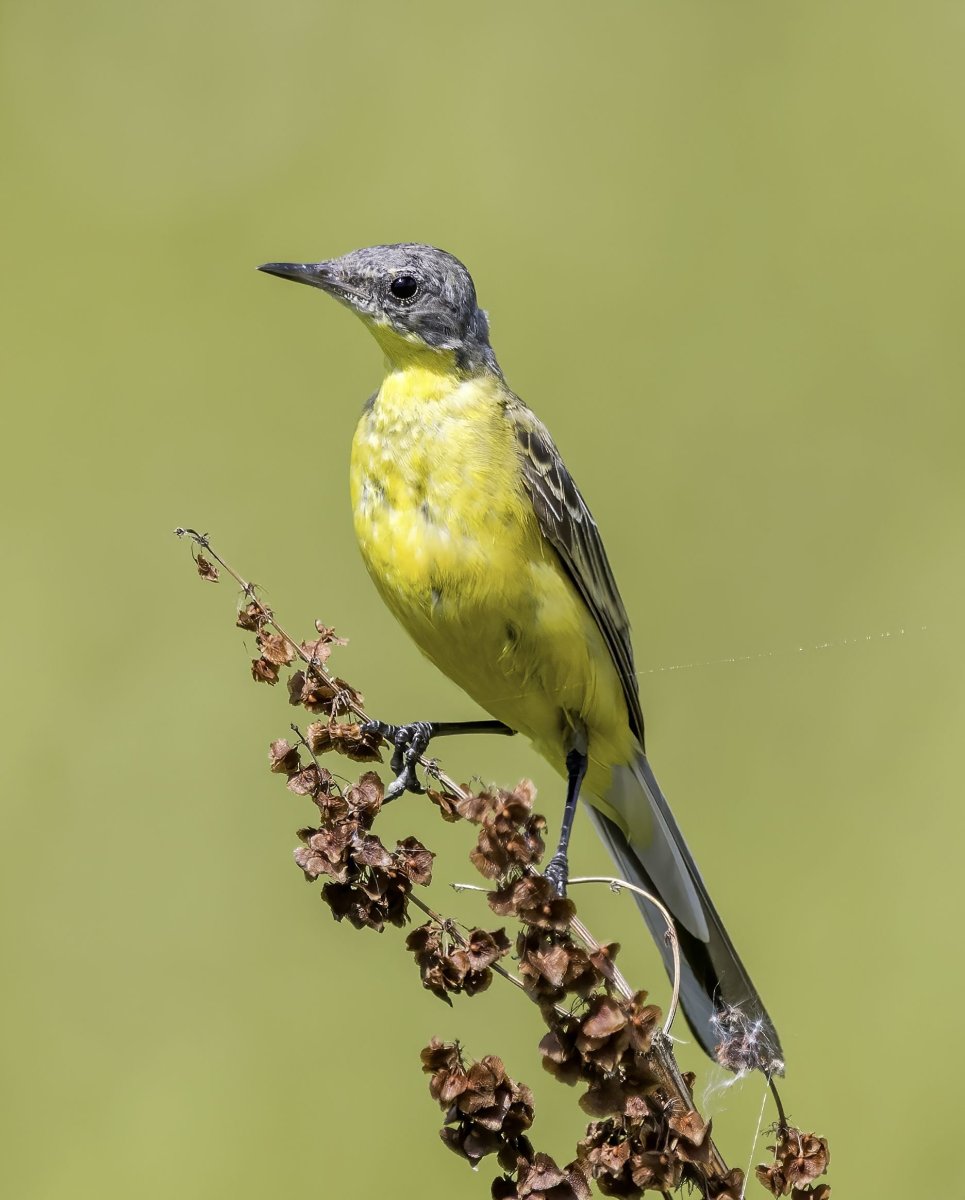 Желтые трясогузки в городе