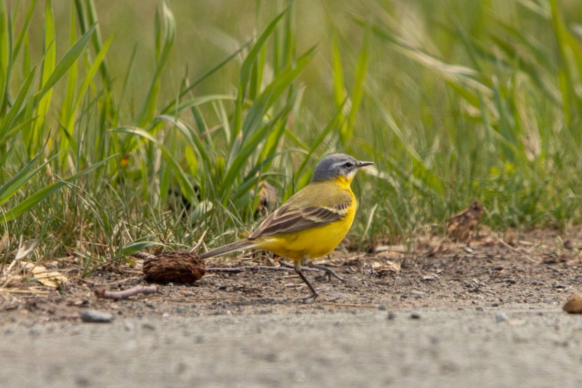 Наблюдение за трясогузками