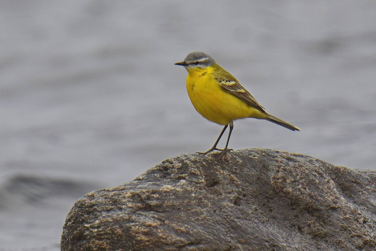Птица с желтой шейкой
