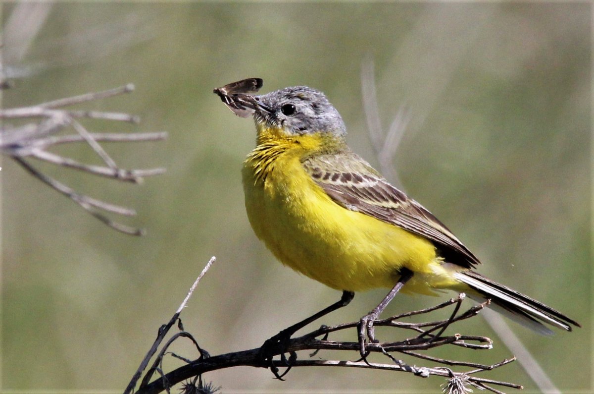Трясогузка Дальневосточная
