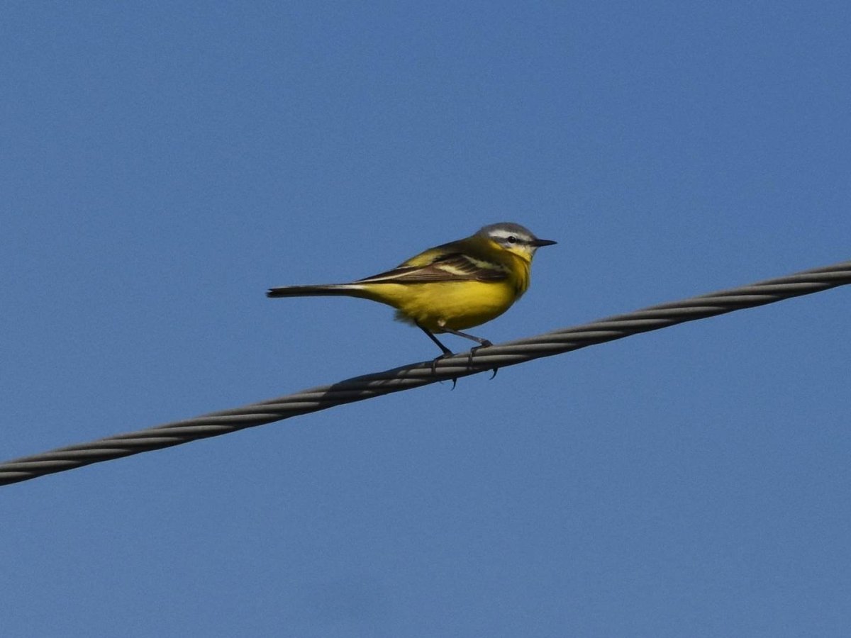 К чему стучится птица в окно дома трясогузка