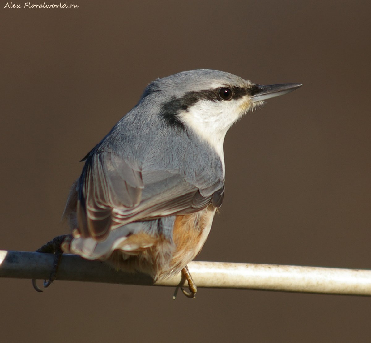 Маленькая серая птица с длинным клювом
