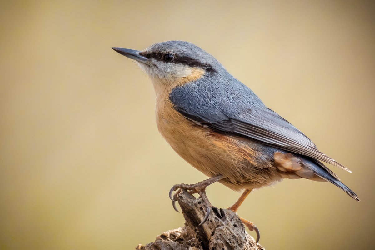 Голубая птичка размером с воробья