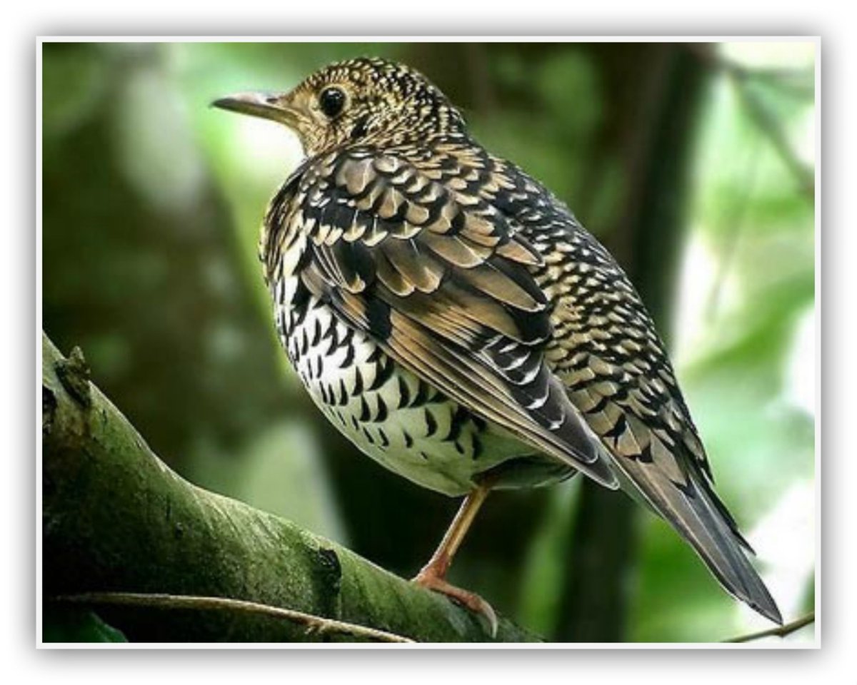 Пестрый Земляной Дрозд