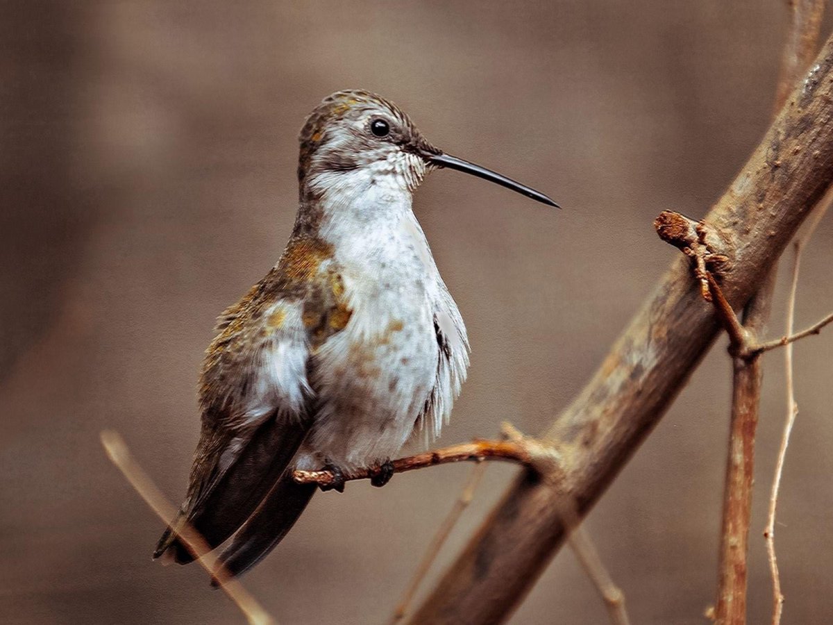 Птица с длинным тонким клювом