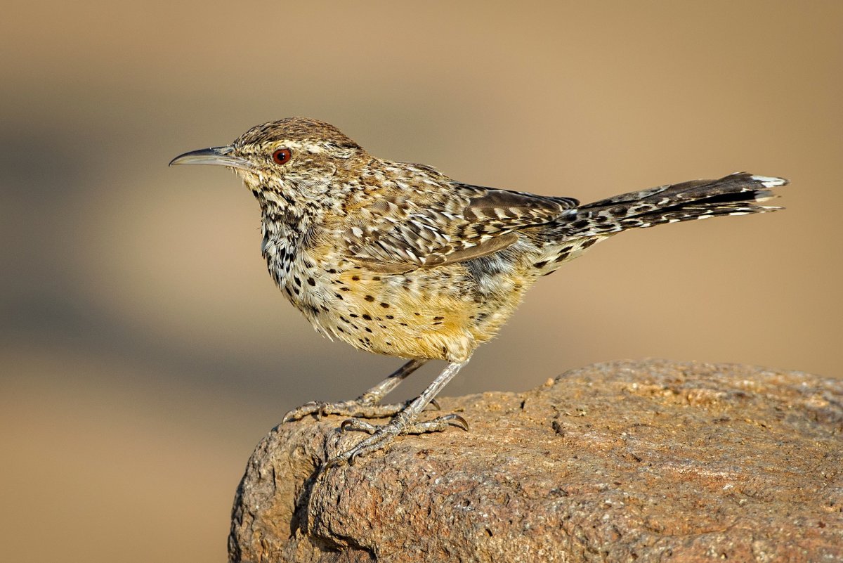Дрозд крапивник птенец