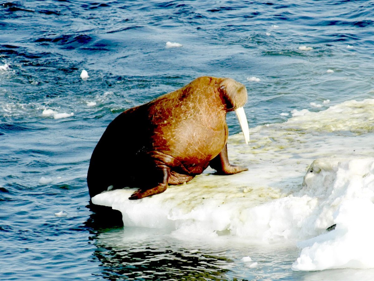 Морж в Арктике